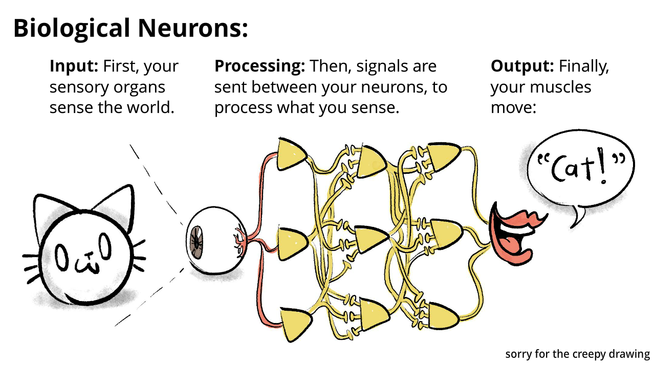 Diagram of biological neural networks. Input: your sensory organs. Processing: signals sent between your neurons. Output: your muscles.